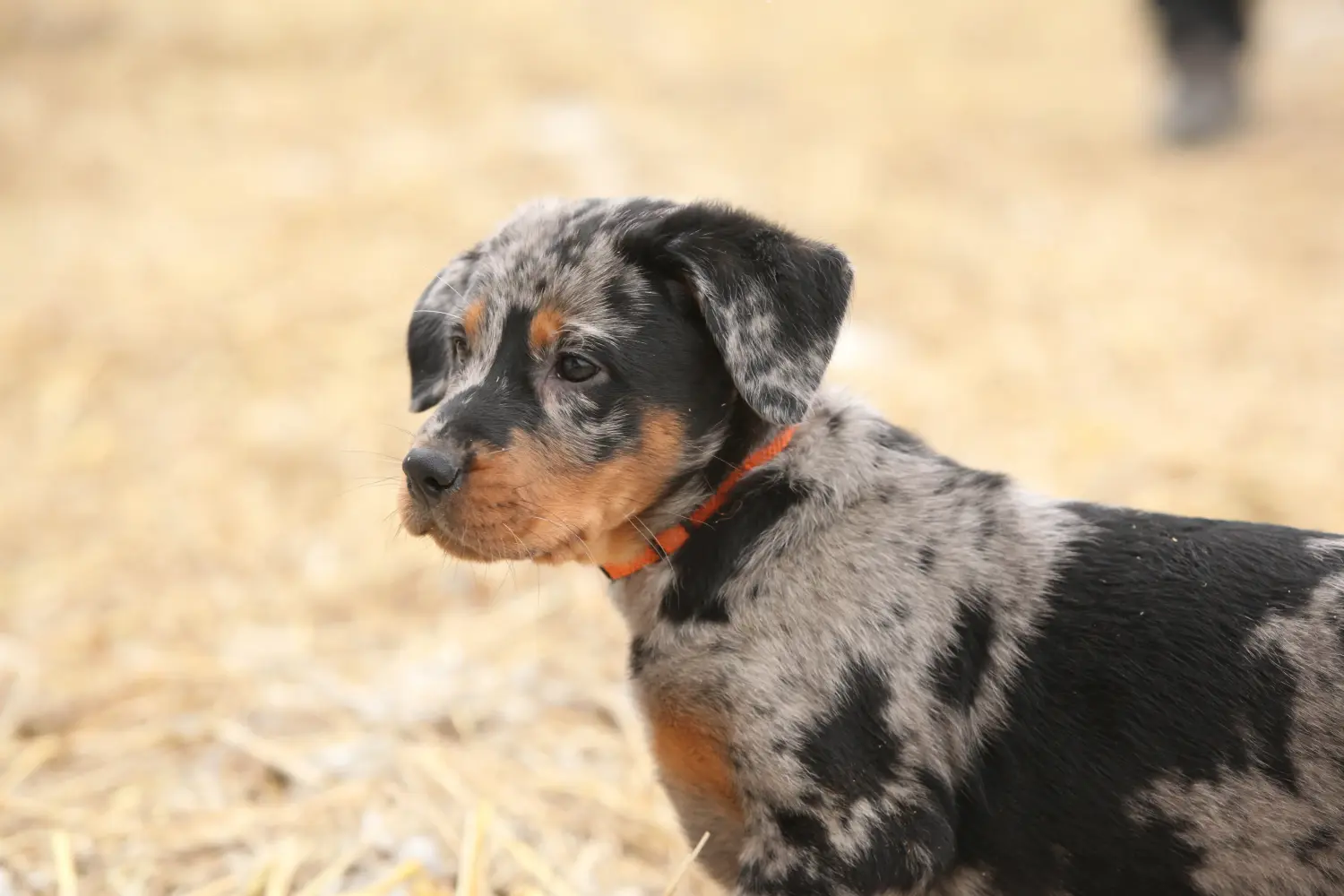 Beauceron kölyökkutya vásárlása felelősségvállalást jelent! Beauceron kölyökkutyák vásárlása.