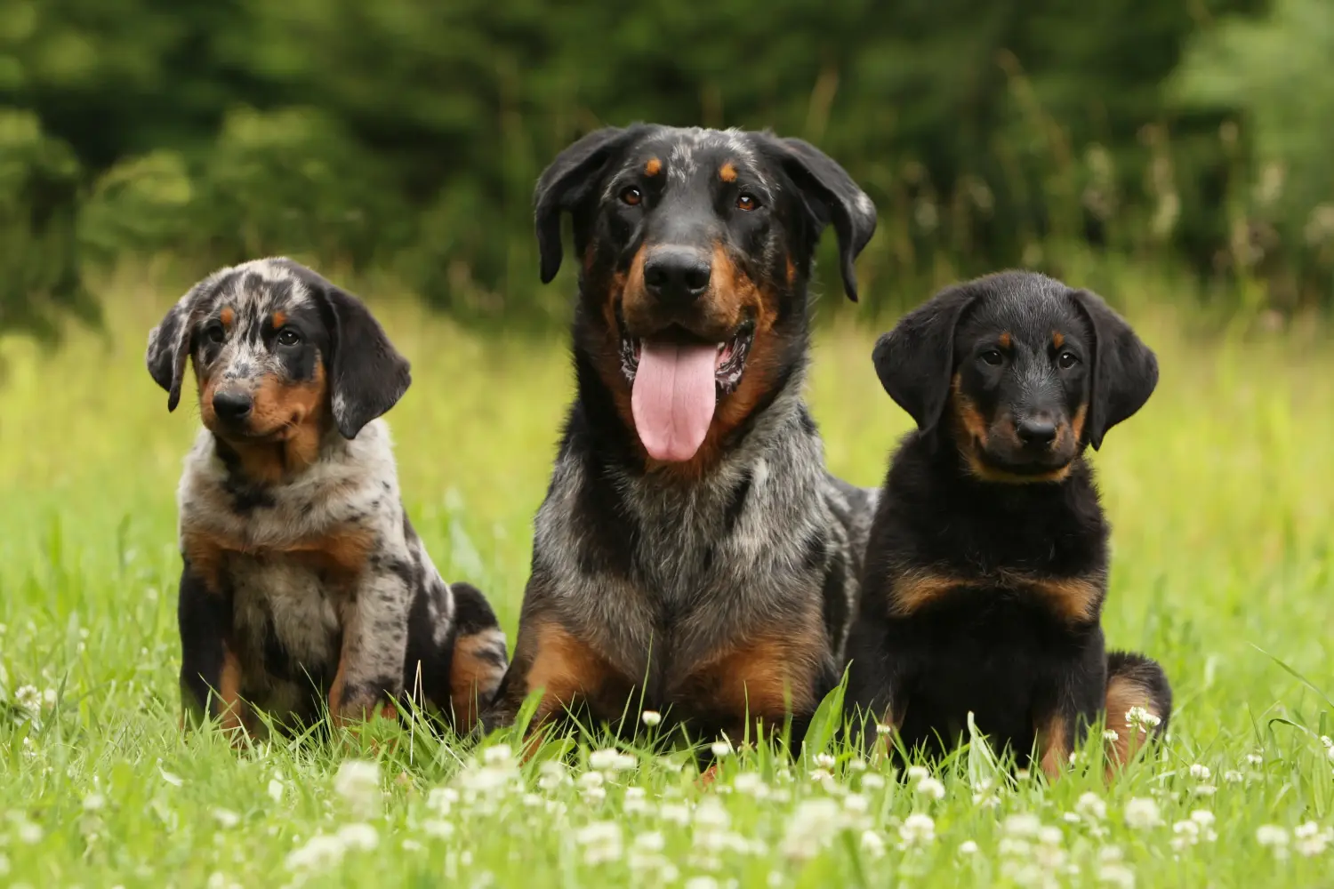 Beauceron kölyökkutya vásárlása felelősségvállalást jelent! Beauceron kölyökkutyák vásárlása.