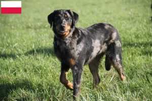 Read more about the article Beauceron tenyésztők és kölykök Lengyelországban