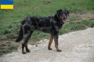 Read more about the article Beauceron tenyésztők és kölykök Ukrajnában