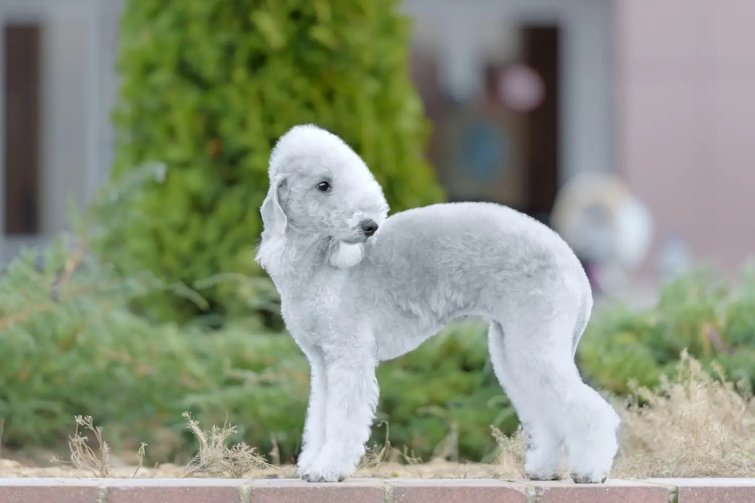 Bedlington terrier kölyökkutya vásárlása felelősségvállalást jelent! Vásároljon Bedlington terrier kiskutyákat.