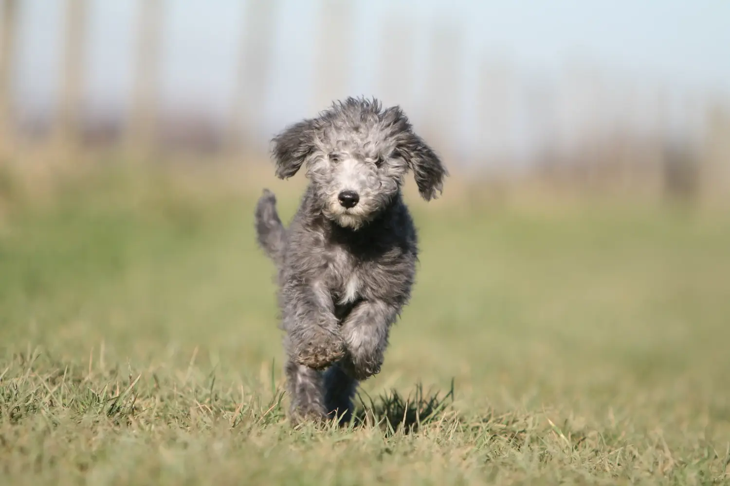 Bedlington terrier kölyökkutya vásárlása felelősségvállalást jelent! Vásároljon Bedlington terrier kiskutyákat.