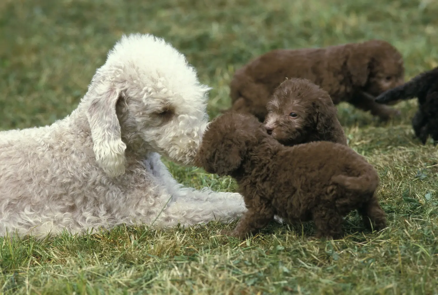 Bedlington terrier kölyökkutya vásárlása felelősségvállalást jelent! Vásároljon Bedlington terrier kiskutyákat.