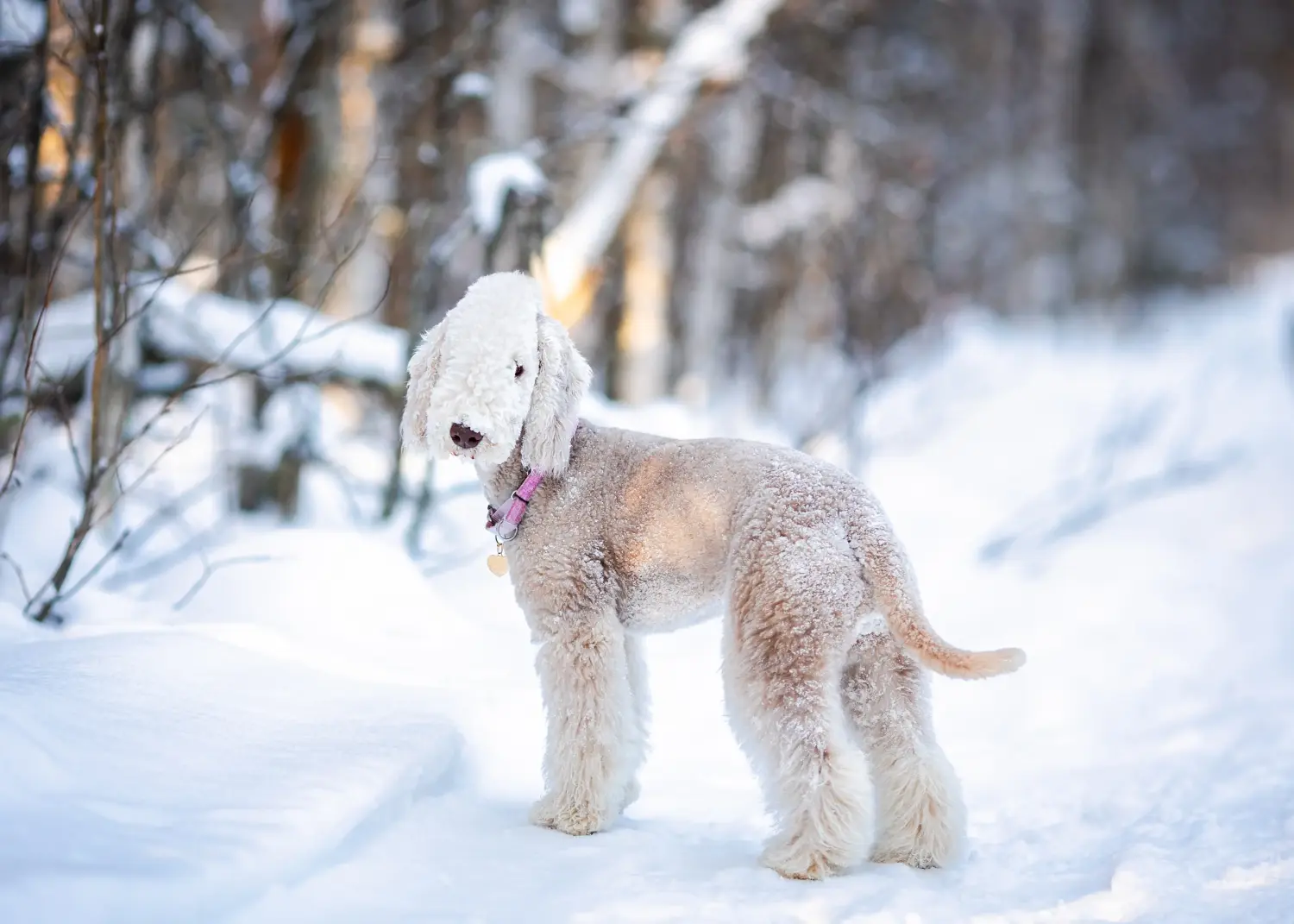 Bedlington terrier kölyökkutya vásárlása felelősségvállalást jelent! Vásároljon Bedlington terrier kiskutyákat.