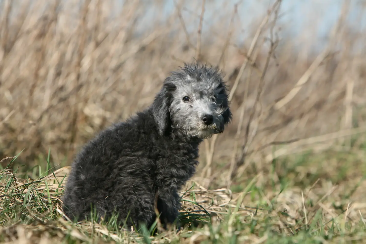 Bedlington terrier kölyökkutya vásárlása felelősségvállalást jelent! Vásároljon Bedlington terrier kiskutyákat.