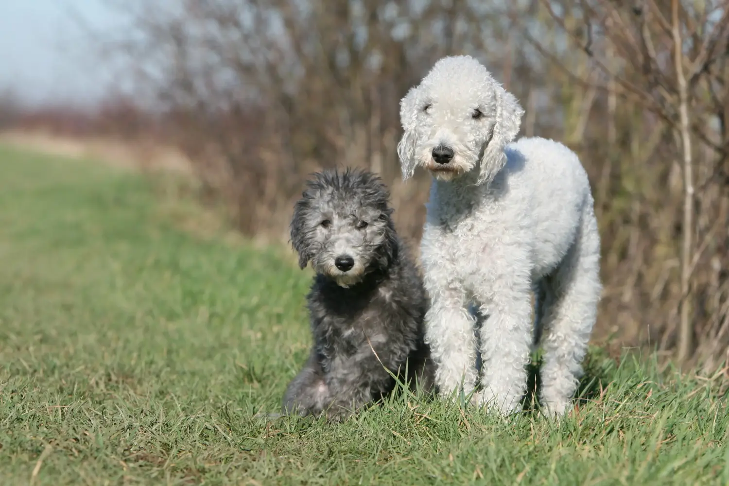 Bedlington terrier kölyökkutya vásárlása felelősségvállalást jelent! Vásároljon Bedlington terrier kiskutyákat.