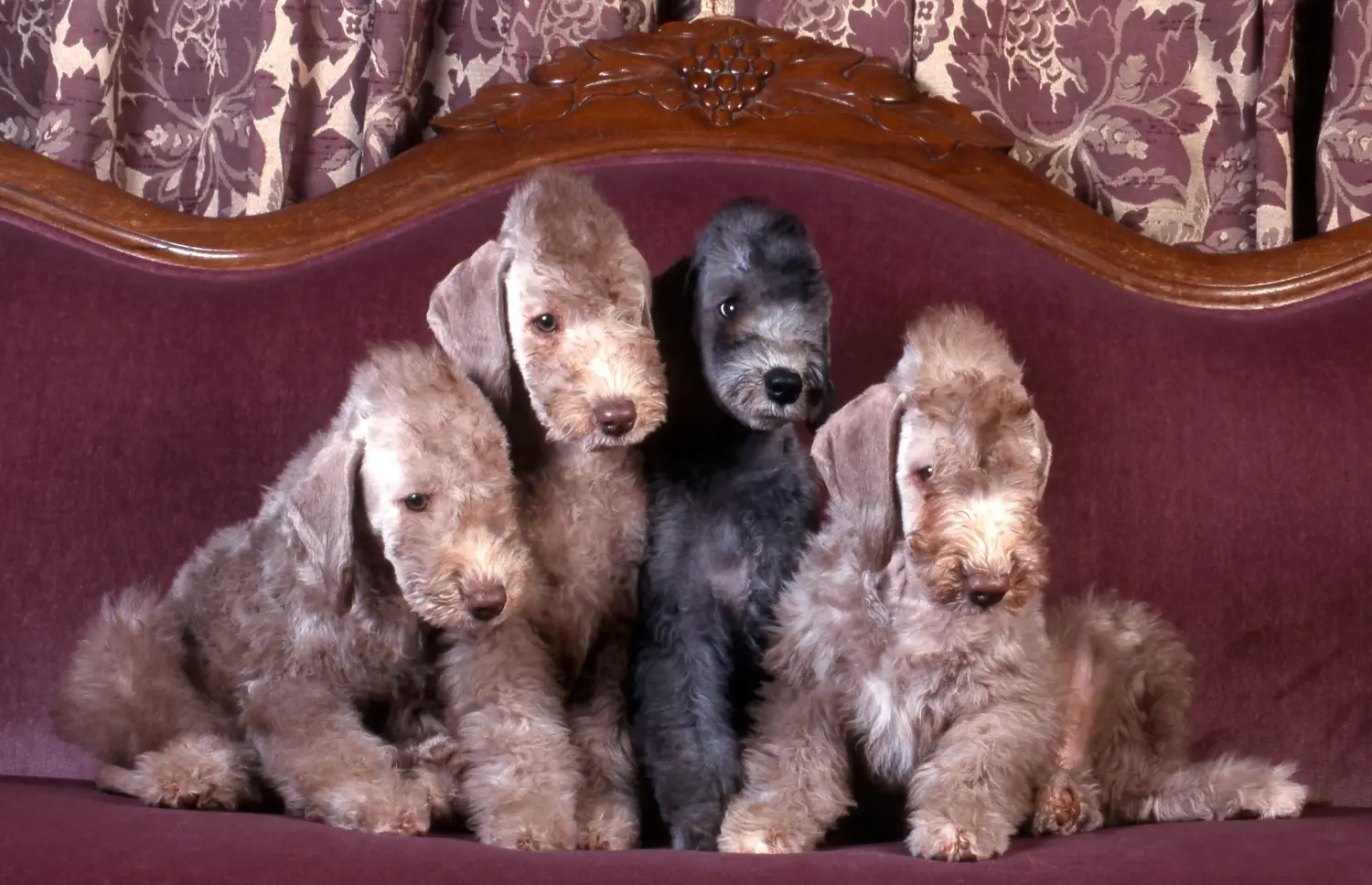 Bedlington terrier kölyökkutya vásárlása felelősségvállalást jelent! Vásároljon Bedlington terrier kiskutyákat.