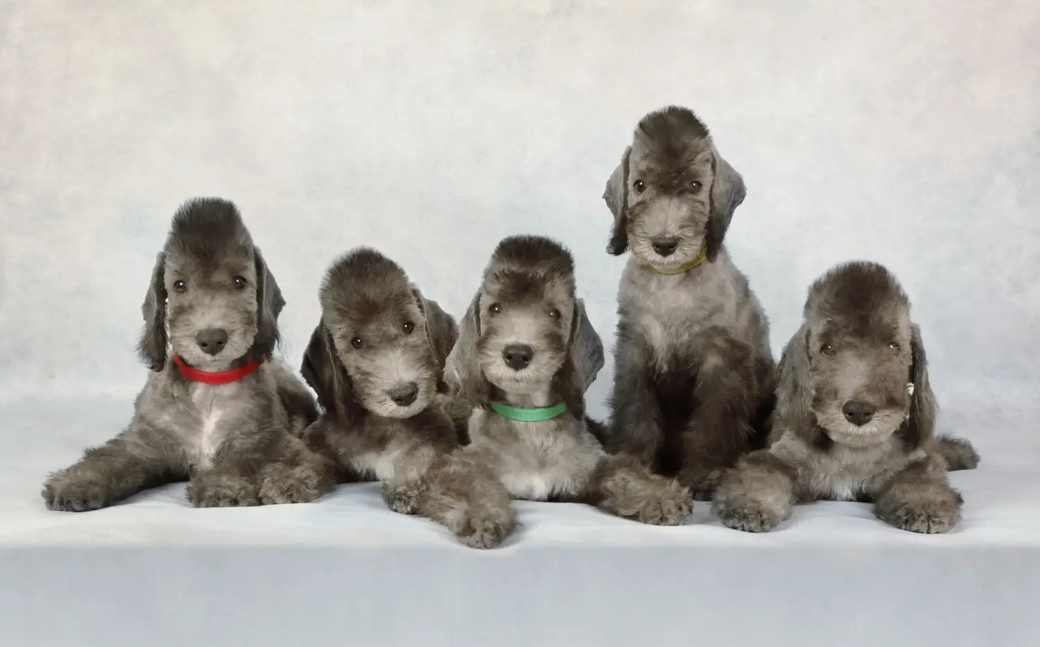 Bedlington terrier kölyökkutya vásárlása felelősségvállalást jelent! Vásároljon Bedlington terrier kiskutyákat.