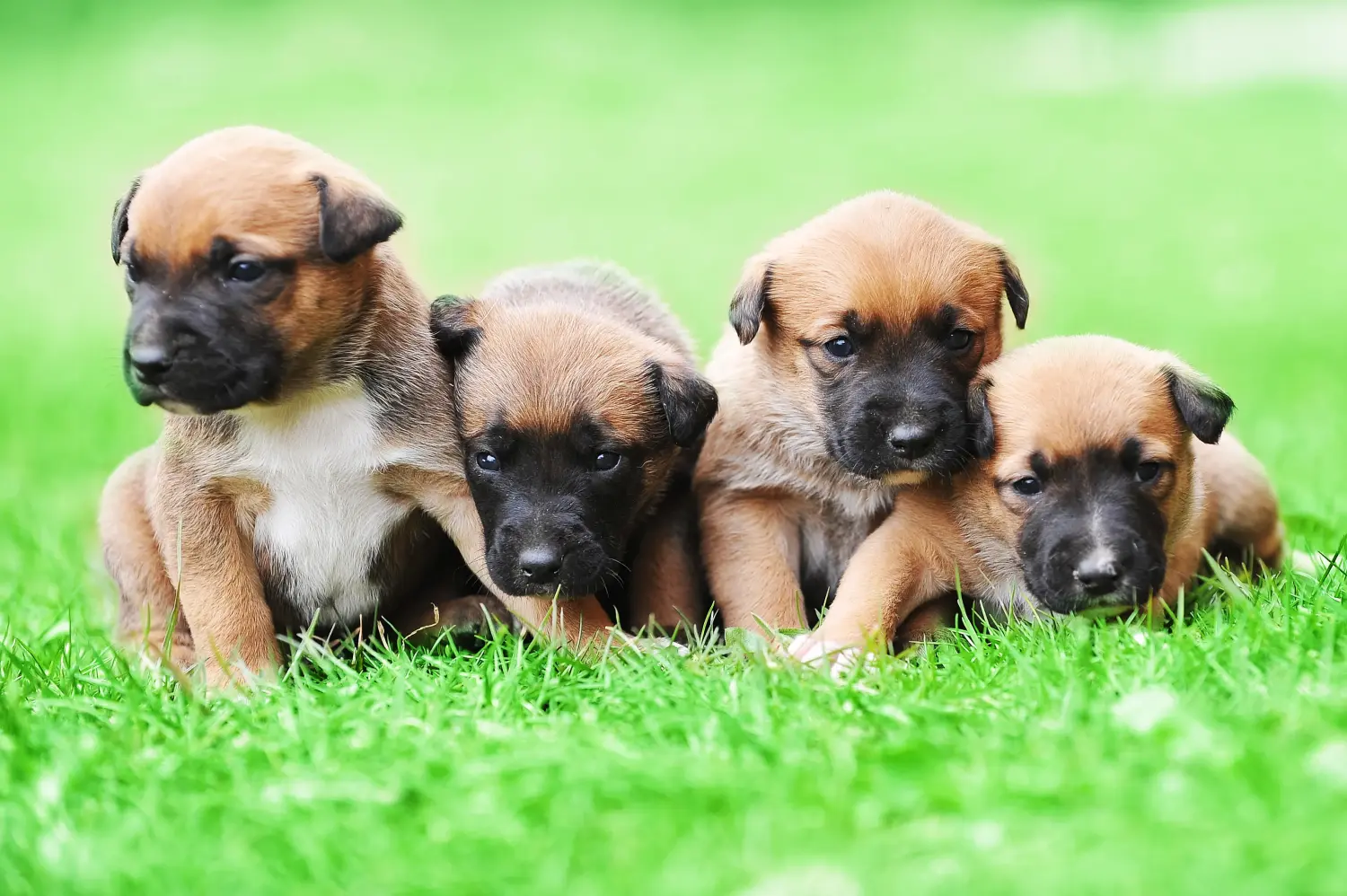 Belga juhászkutya kölyökkutyát vásárolni felelősségvállalást jelent! Belga juhászkutya kölyökkutyák vásárlása.