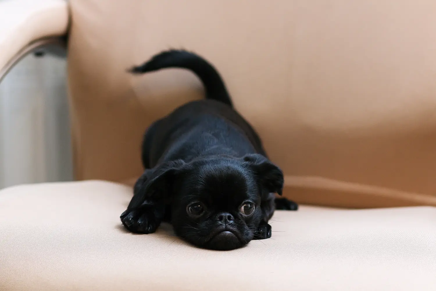 Belga törpe griffon kölyökkutya vásárlása felelősségvállalást jelent! Vásároljon belga törpe griffon kölyökkutyákat.