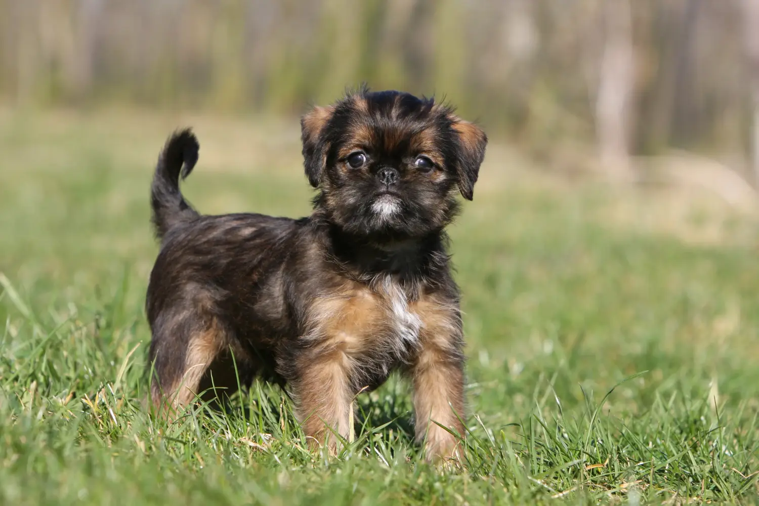 Belga törpe griffon kölyökkutya vásárlása felelősségvállalást jelent! Vásároljon belga törpe griffon kölyökkutyákat.