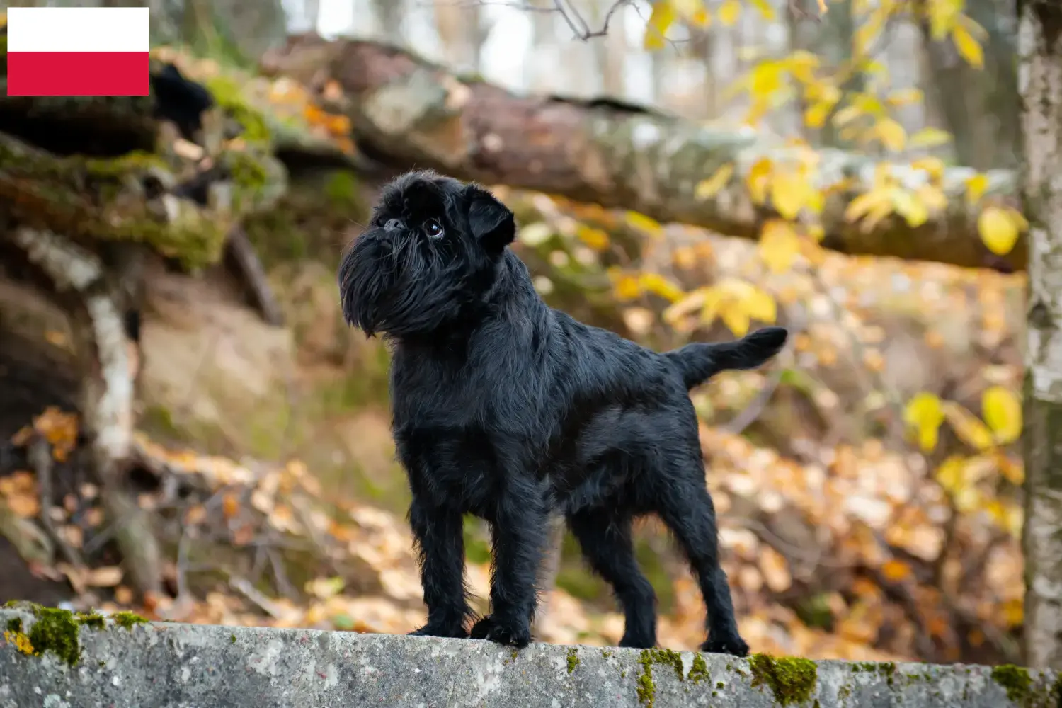 Belga törpe griffon kölykök és tenyésztő Lengyelország Itt talál belga törpe griffon tenyésztőket Lengyelországban.
