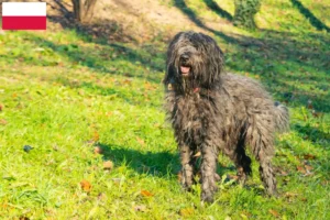 Read more about the article Bergamasco juhászkutya tenyésztő és kölykök Lengyelországban