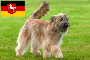 Read more about the article Berger des Pyrenees tenyésztők és kiskutyák Alsó-Szászországban