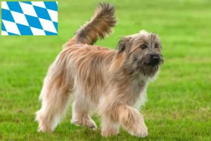 Read more about the article Berger des Pyrenees tenyésztők és kiskutyák Bajorországban