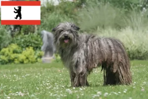 Read more about the article Berger des Pyrenees tenyésztők és kiskutyák Berlinben
