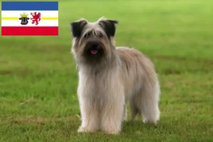 Read more about the article Berger des Pyrenees tenyésztők és kiskutyák Mecklenburg-Vorpommernben