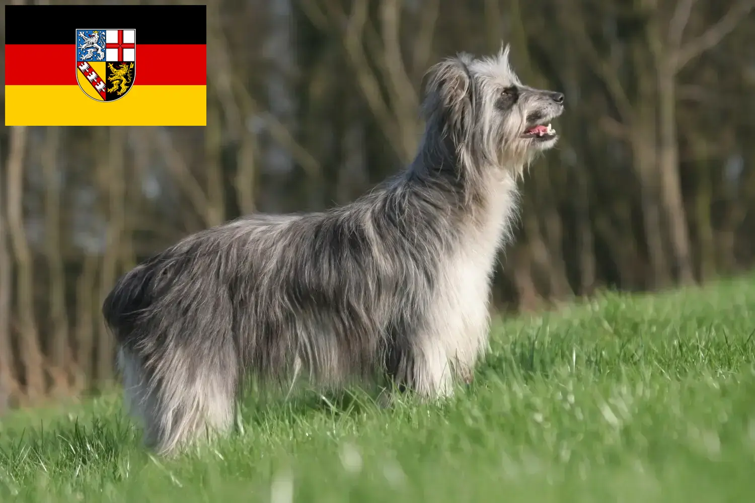 Berger des Pyrenees kiskutyák és tenyésztők Saar-vidék Itt talál Berger des Pyrenees tenyésztőket Saar-vidéken.