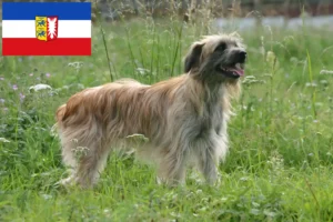 Read more about the article Berger des Pyrenees tenyésztők és kiskutyák Schleswig-Holstein tartományban