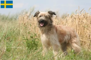 Read more about the article Berger des Pyrenees tenyésztők és kiskutyák Svédországban