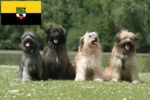 Read more about the article Berger des Pyrenees tenyésztők és kiskutyák Szász-Anhaltban