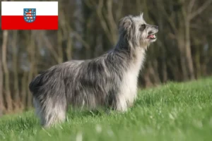 Read more about the article Berger des Pyrenees tenyésztők és kiskutyák Türingiában