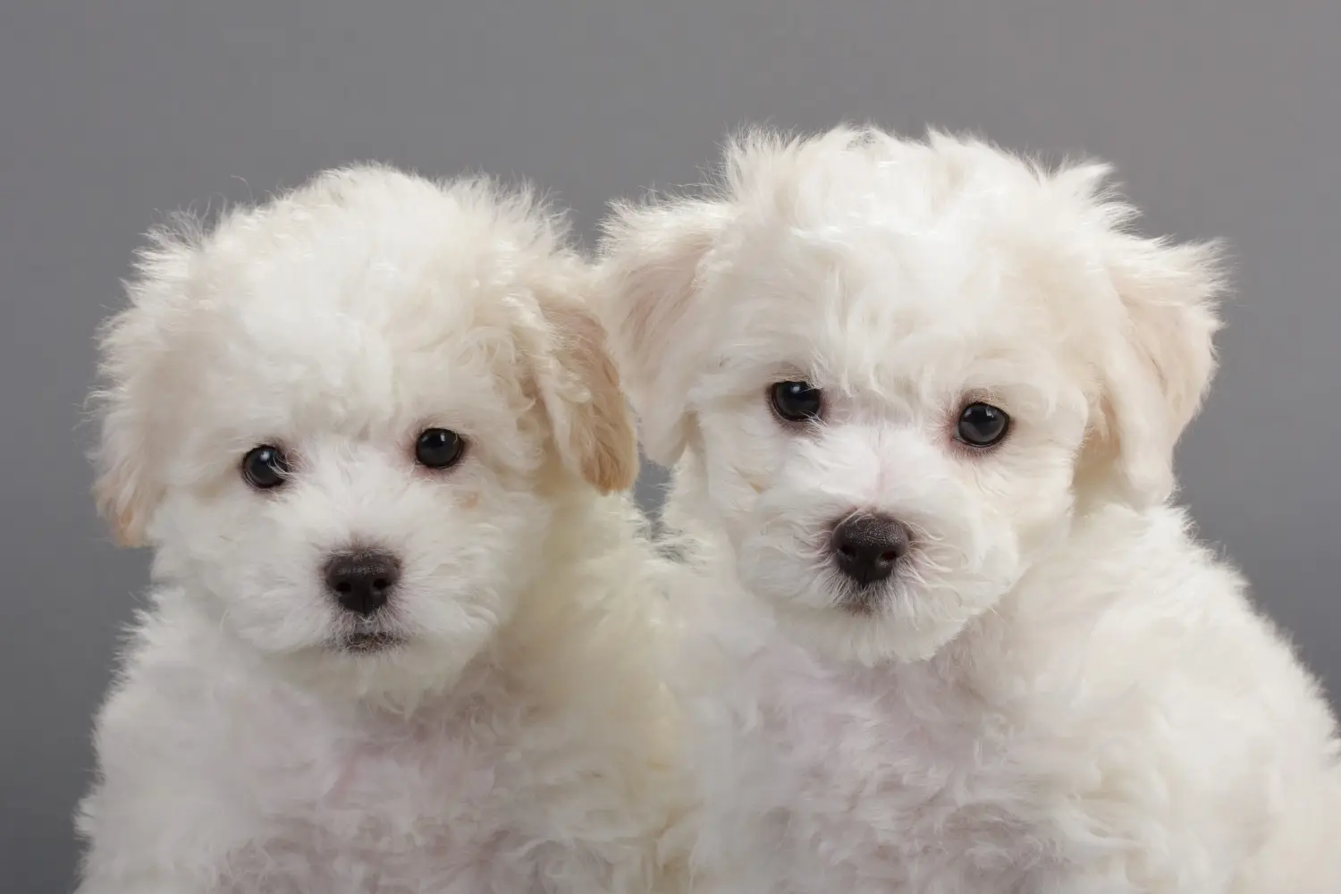 Egy Bichon Frisé kölyökkutya megvásárlása felelősségvállalást jelent! Bichon Frisé kiskutyák vásárlása.