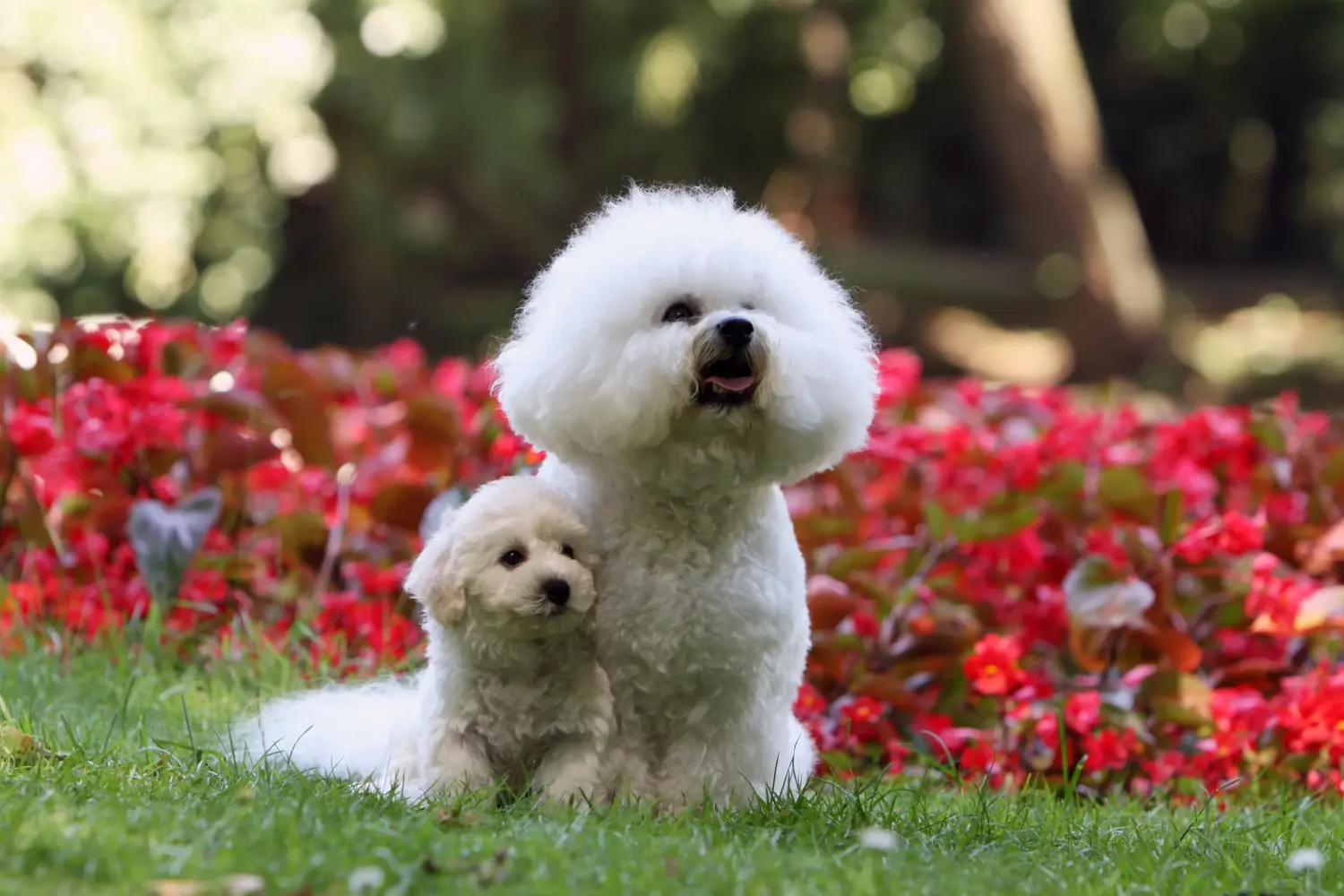 Egy Bichon Frisé kölyökkutya megvásárlása felelősségvállalást jelent! Bichon Frisé kiskutyák vásárlása.