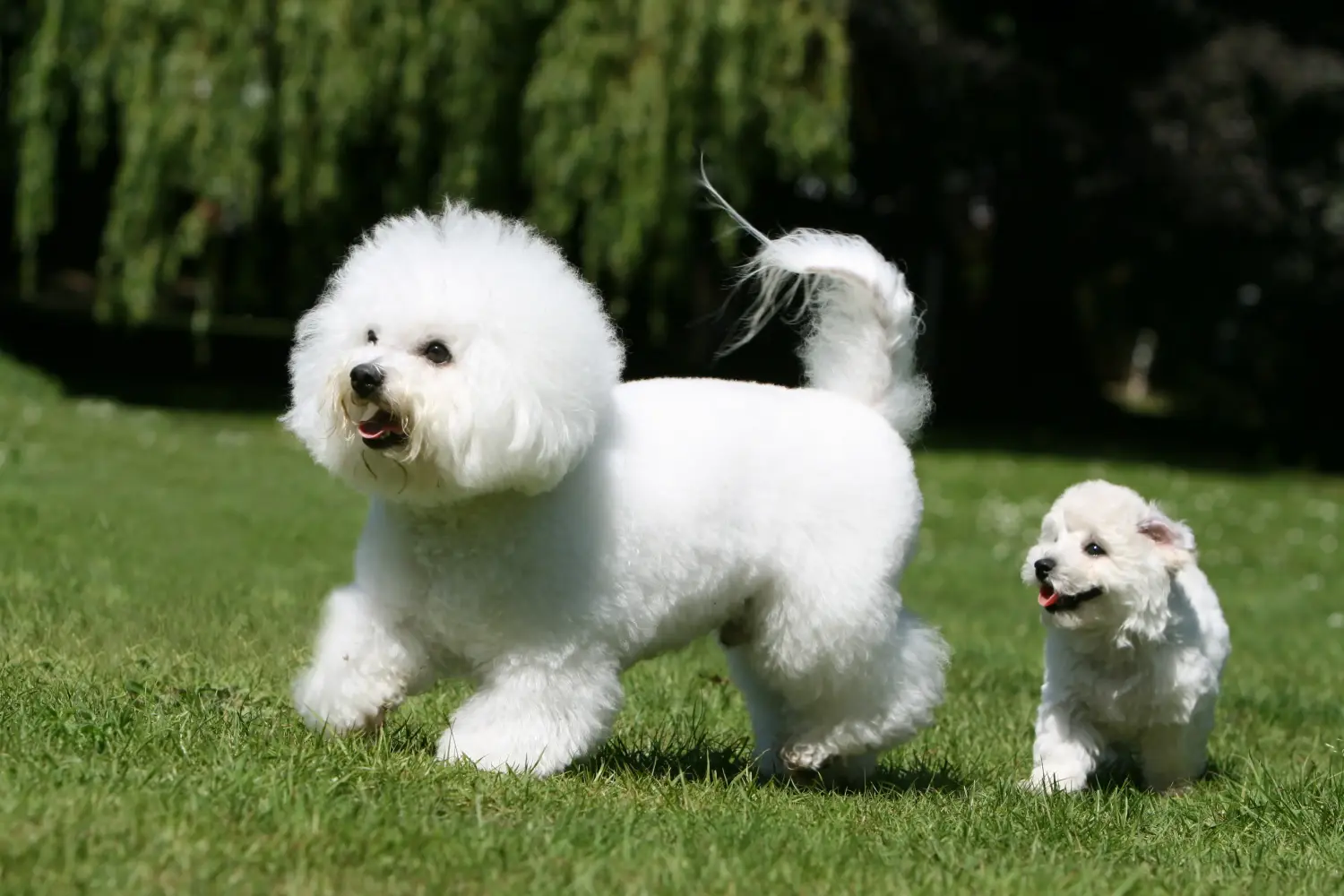 Egy Bichon Frisé kölyökkutya megvásárlása felelősségvállalást jelent! Bichon Frisé kiskutyák vásárlása.