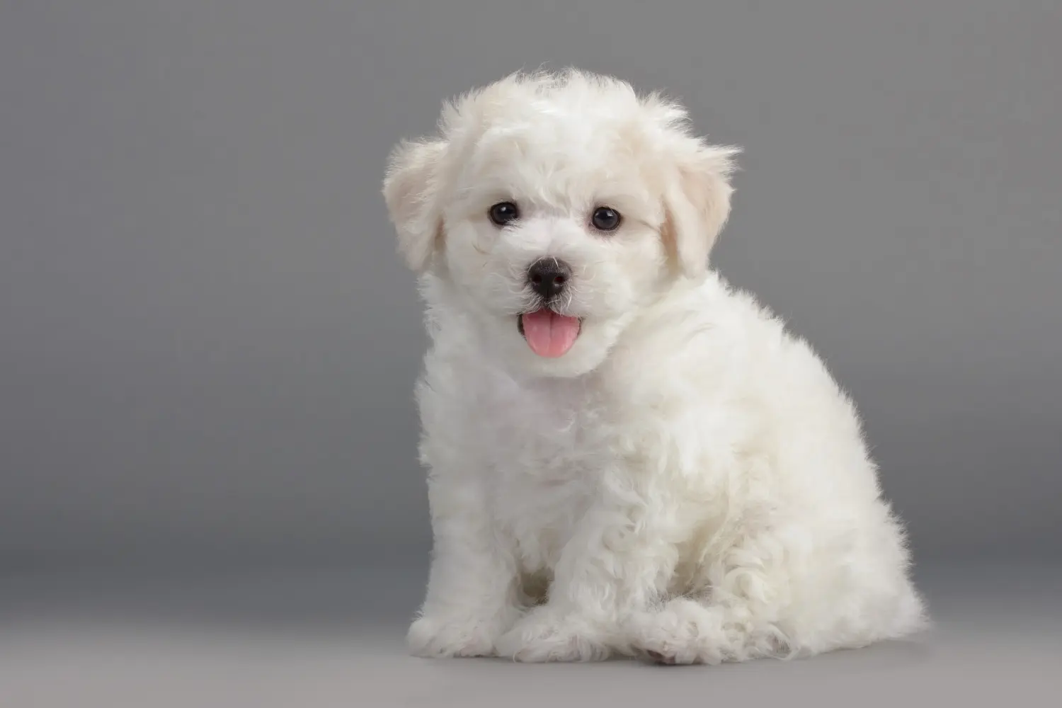 Egy Bichon Frisé kölyökkutya megvásárlása felelősségvállalást jelent! Bichon Frisé kiskutyák vásárlása.