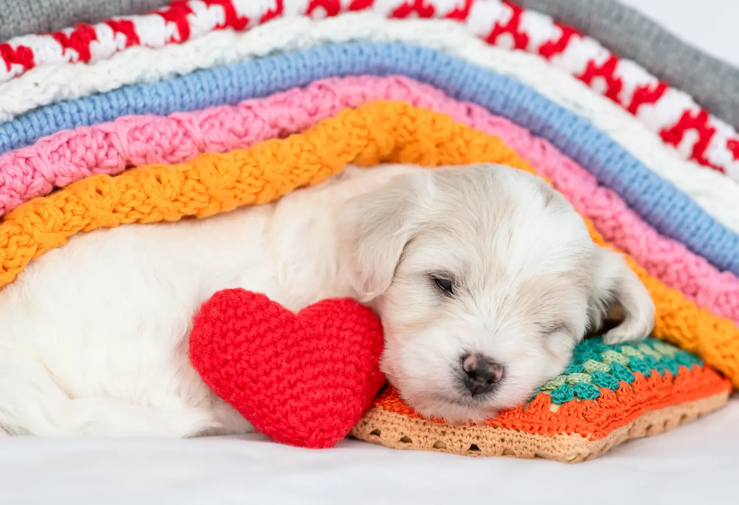 Egy Bichon Frisé kölyökkutya megvásárlása felelősségvállalást jelent! Bichon Frisé kiskutyák vásárlása.
