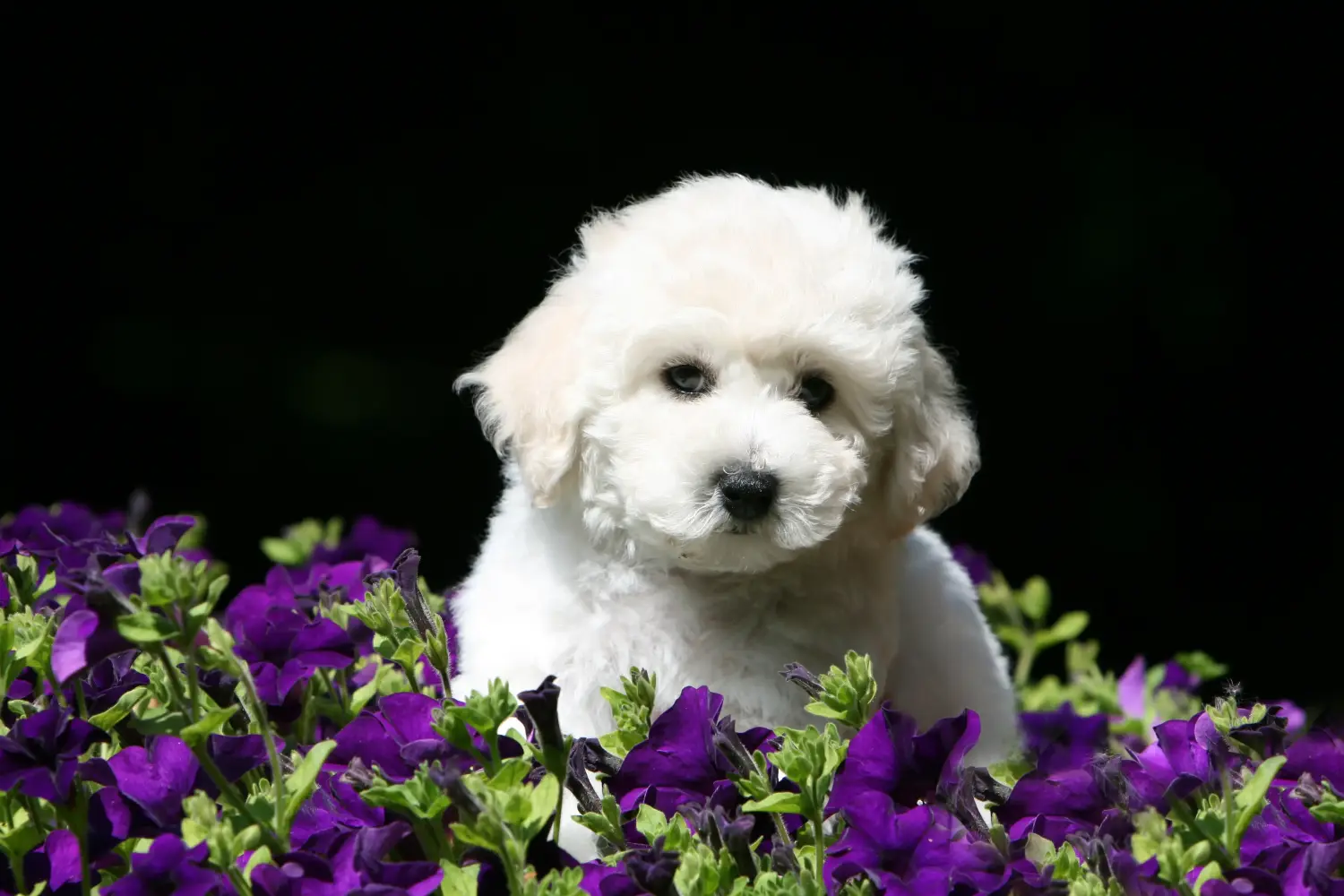 Egy Bichon Frisé kölyökkutya megvásárlása felelősségvállalást jelent! Bichon Frisé kiskutyák vásárlása.