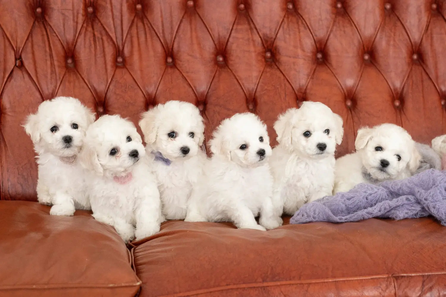 Egy Bichon Frisé kölyökkutya megvásárlása felelősségvállalást jelent! Bichon Frisé kiskutyák vásárlása.