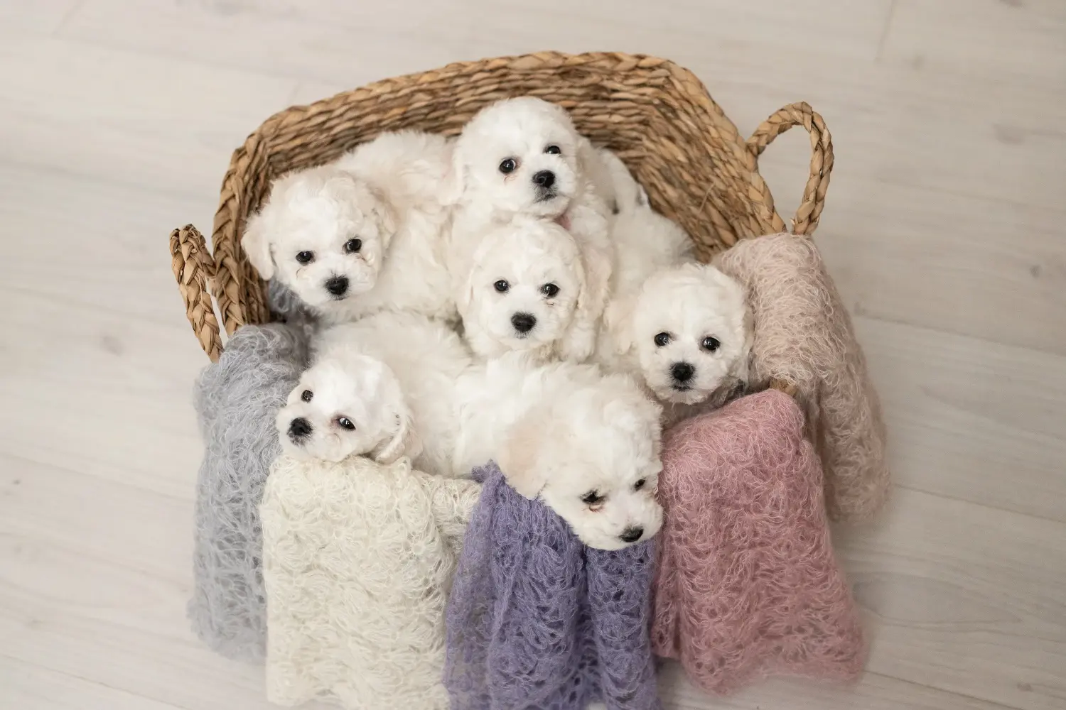 Egy Bichon Frisé kölyökkutya megvásárlása felelősségvállalást jelent! Bichon Frisé kiskutyák vásárlása.