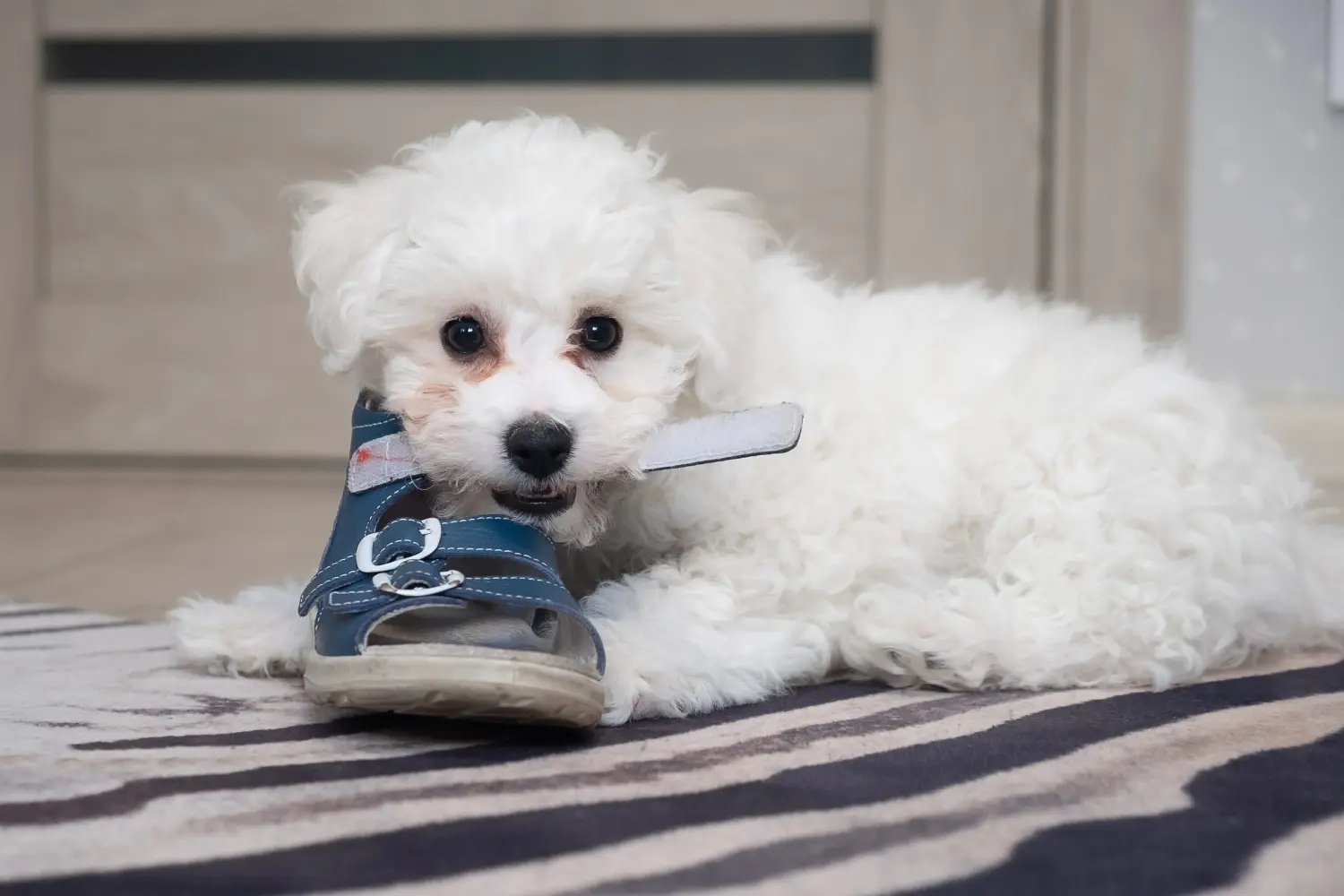 Egy Bichon Frisé kölyökkutya megvásárlása felelősségvállalást jelent! Bichon Frisé kiskutyák vásárlása.