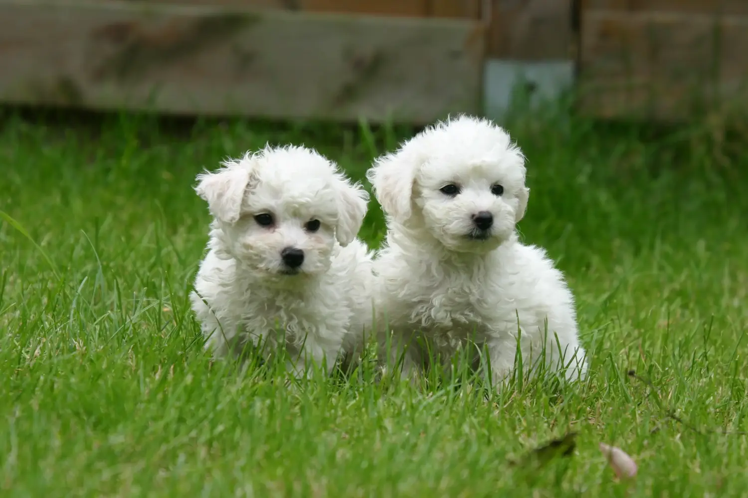 Egy Bichon Frisé kölyökkutya megvásárlása felelősségvállalást jelent! Bichon Frisé kiskutyák vásárlása.