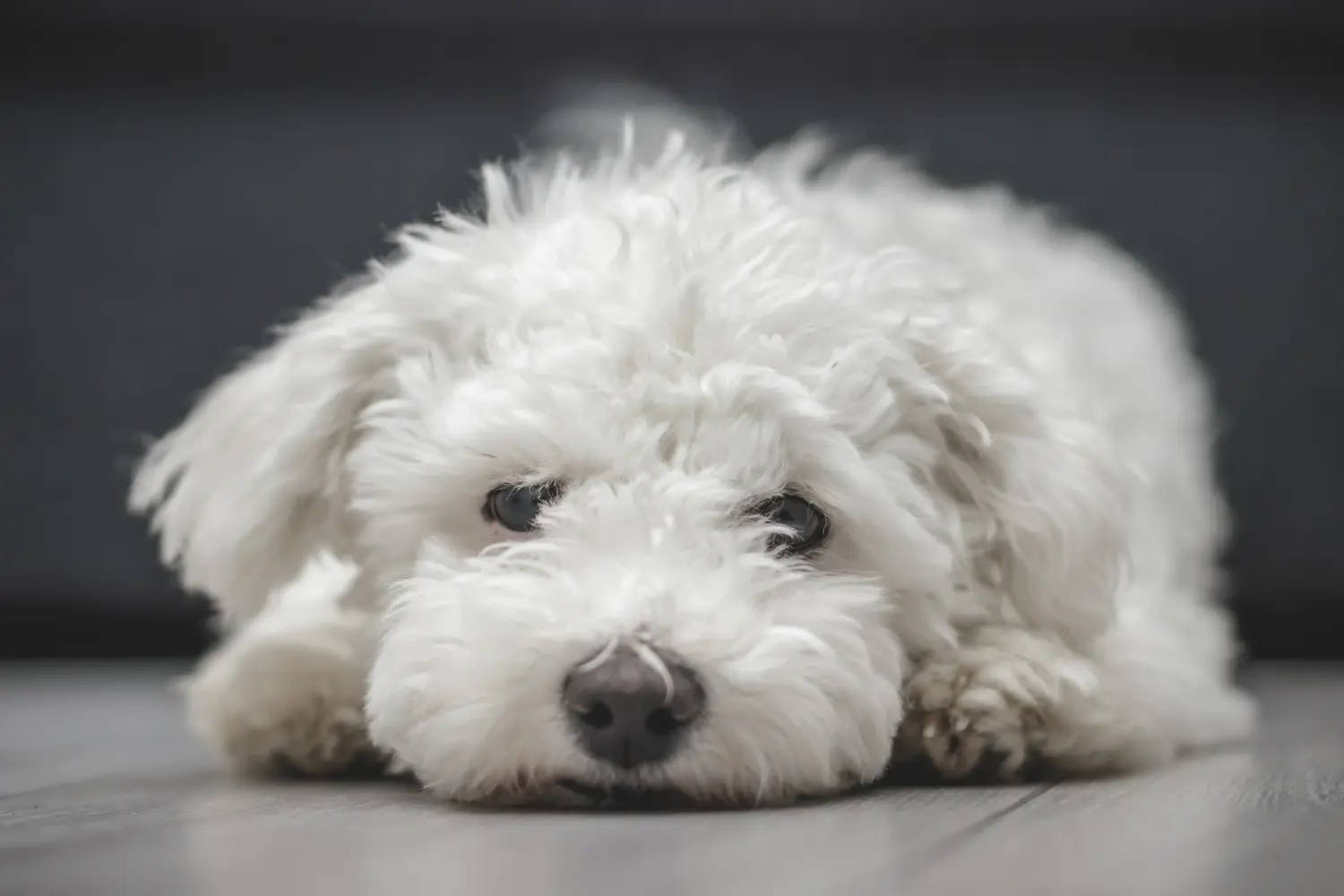 Egy Bichon Frisé kölyökkutya megvásárlása felelősségvállalást jelent! Bichon Frisé kiskutyák vásárlása.