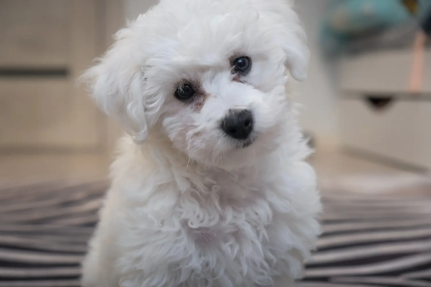 Egy Bichon Frisé kölyökkutya megvásárlása felelősségvállalást jelent! Bichon Frisé kiskutyák vásárlása.