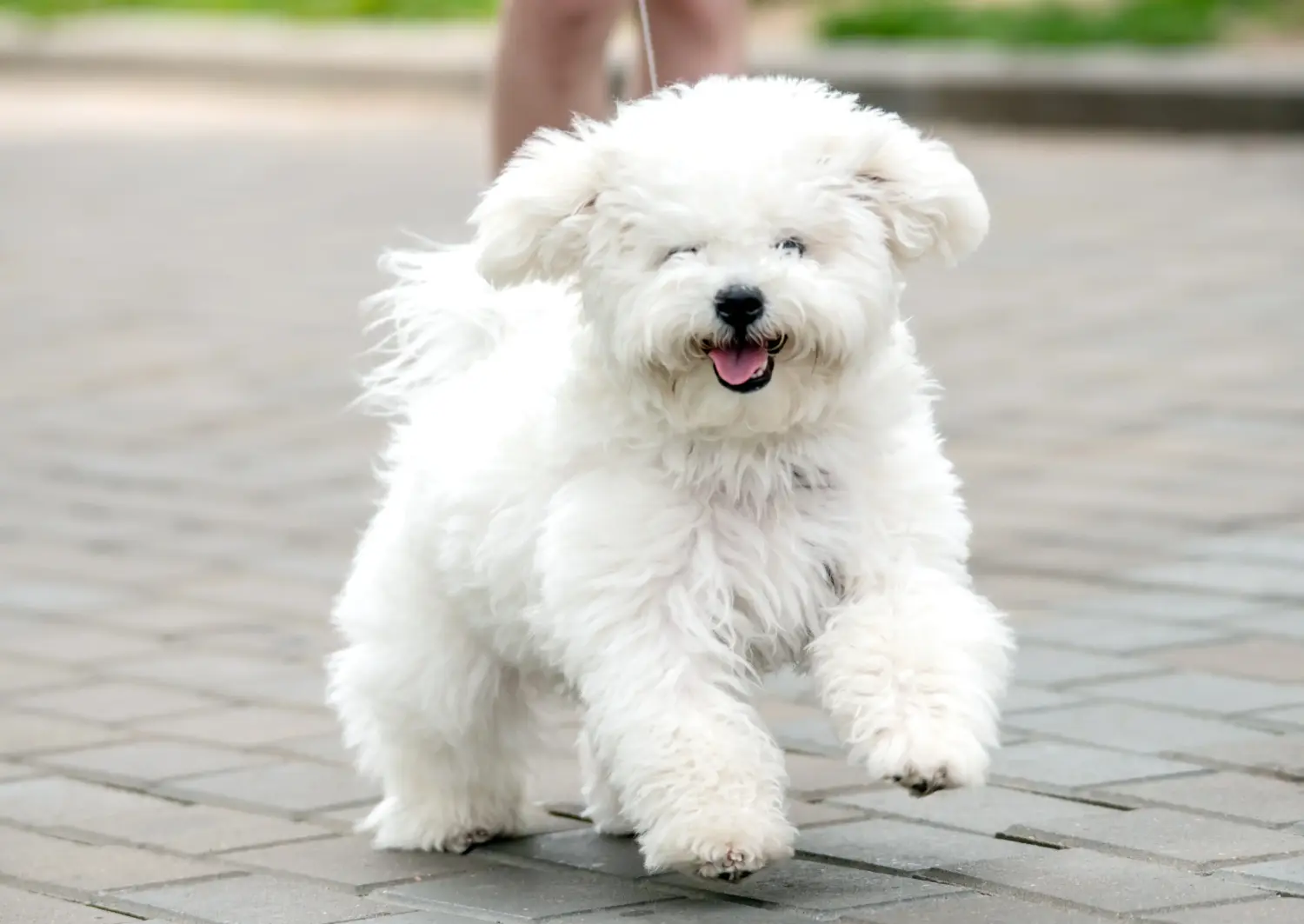 Egy Bichon Frisé kölyökkutya megvásárlása felelősségvállalást jelent! Bichon Frisé kiskutyák vásárlása.