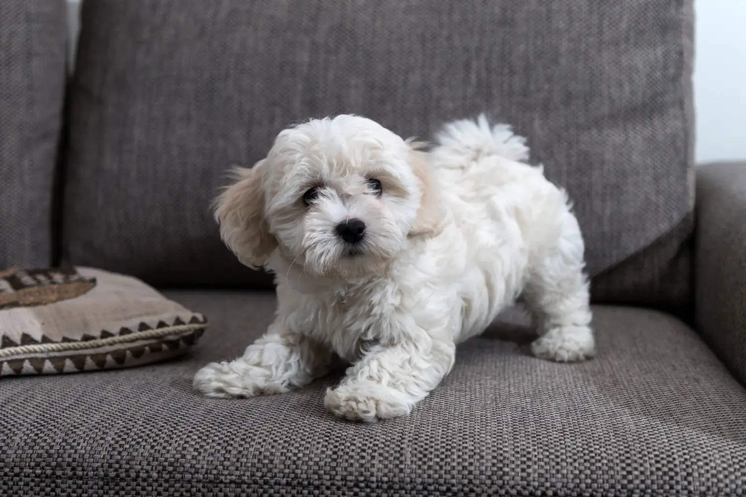 Egy Bichon Frisé kölyökkutya megvásárlása felelősségvállalást jelent! Bichon Frisé kiskutyák vásárlása.