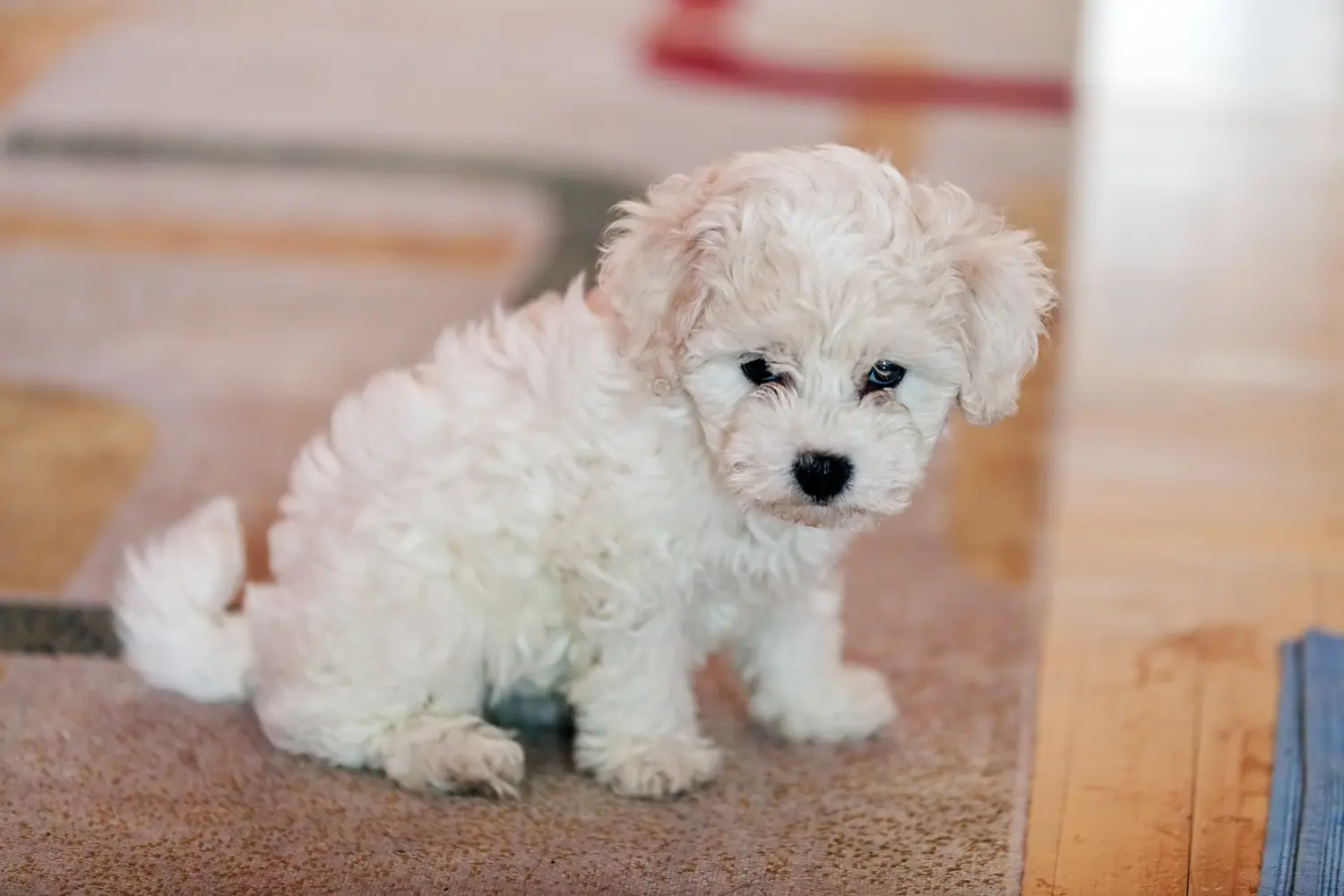 Egy Bichon Frisé kölyökkutya megvásárlása felelősségvállalást jelent! Bichon Frisé kiskutyák vásárlása.