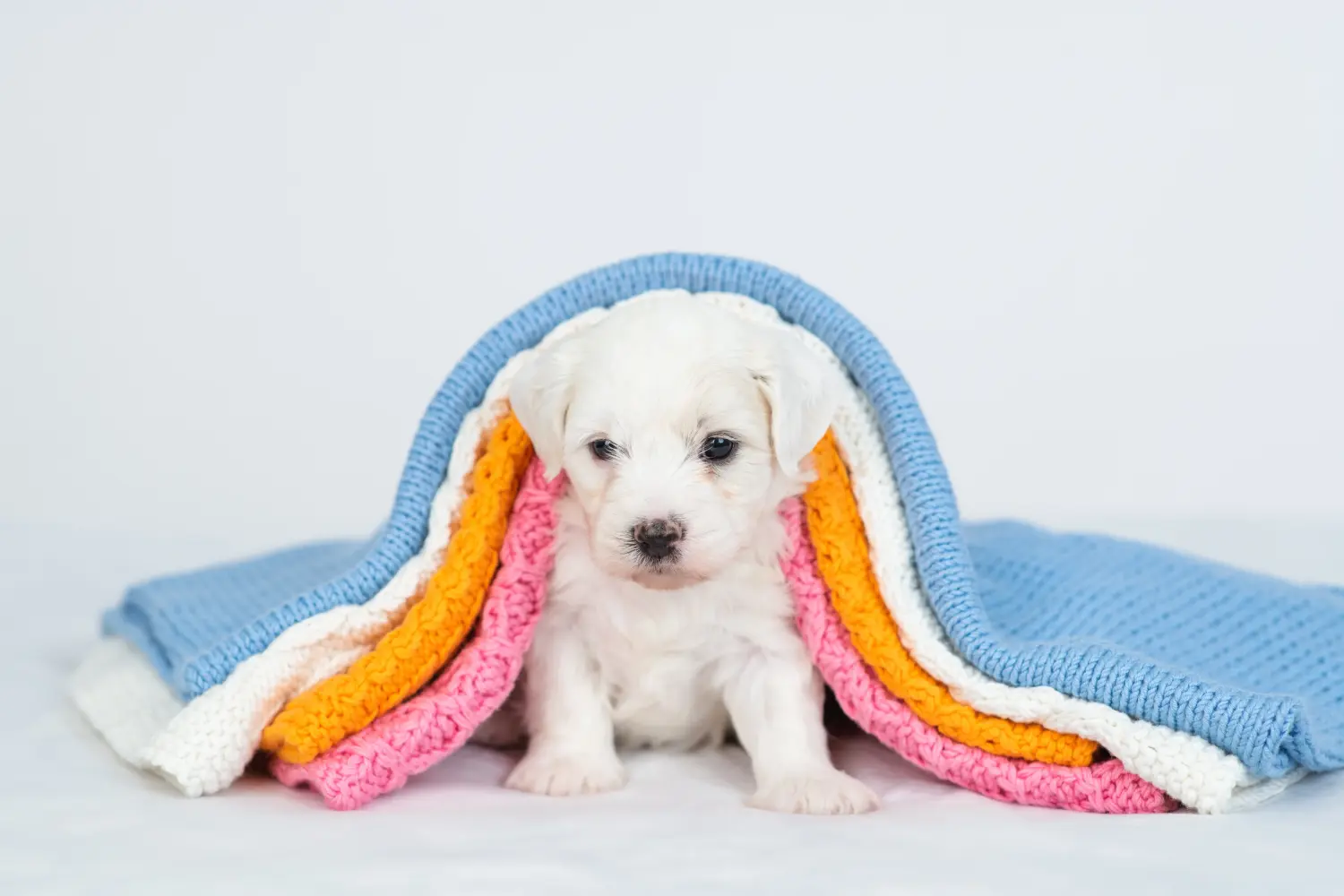 Egy Bichon Frisé kölyökkutya megvásárlása felelősségvállalást jelent! Bichon Frisé kiskutyák vásárlása.