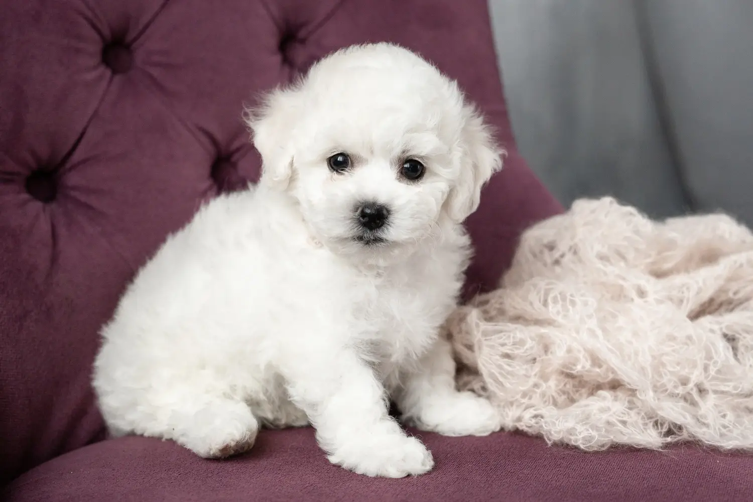 Egy Bichon Frisé kölyökkutya megvásárlása felelősségvállalást jelent! Bichon Frisé kiskutyák vásárlása.