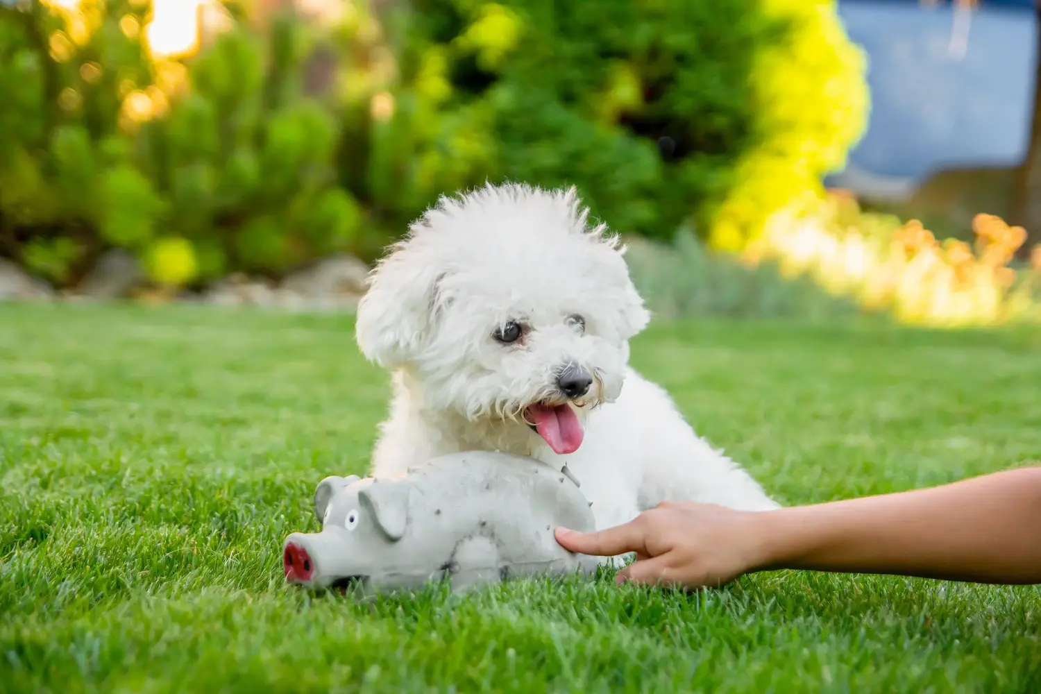Egy Bichon Frisé kölyökkutya megvásárlása felelősségvállalást jelent! Bichon Frisé kiskutyák vásárlása.