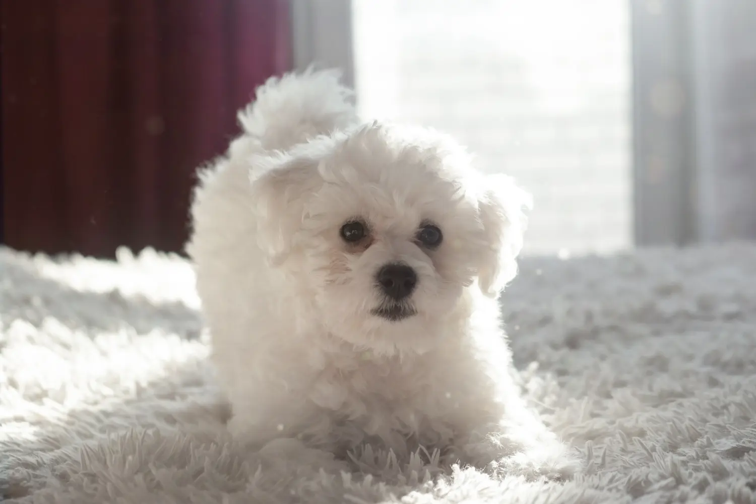 Egy Bichon Frisé kölyökkutya megvásárlása felelősségvállalást jelent! Bichon Frisé kiskutyák vásárlása.