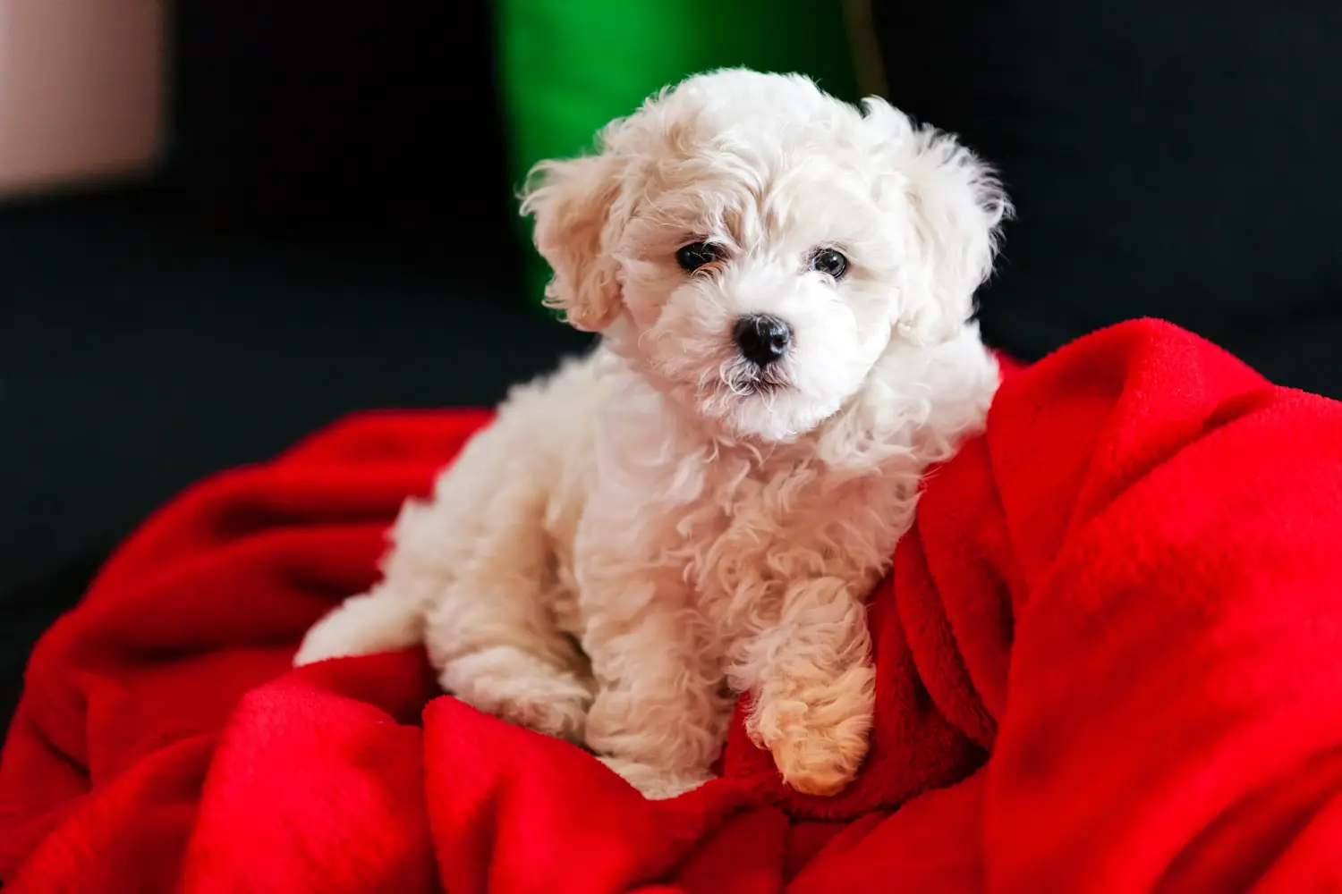 Egy Bichon Frisé kölyökkutya megvásárlása felelősségvállalást jelent! Bichon Frisé kiskutyák vásárlása.