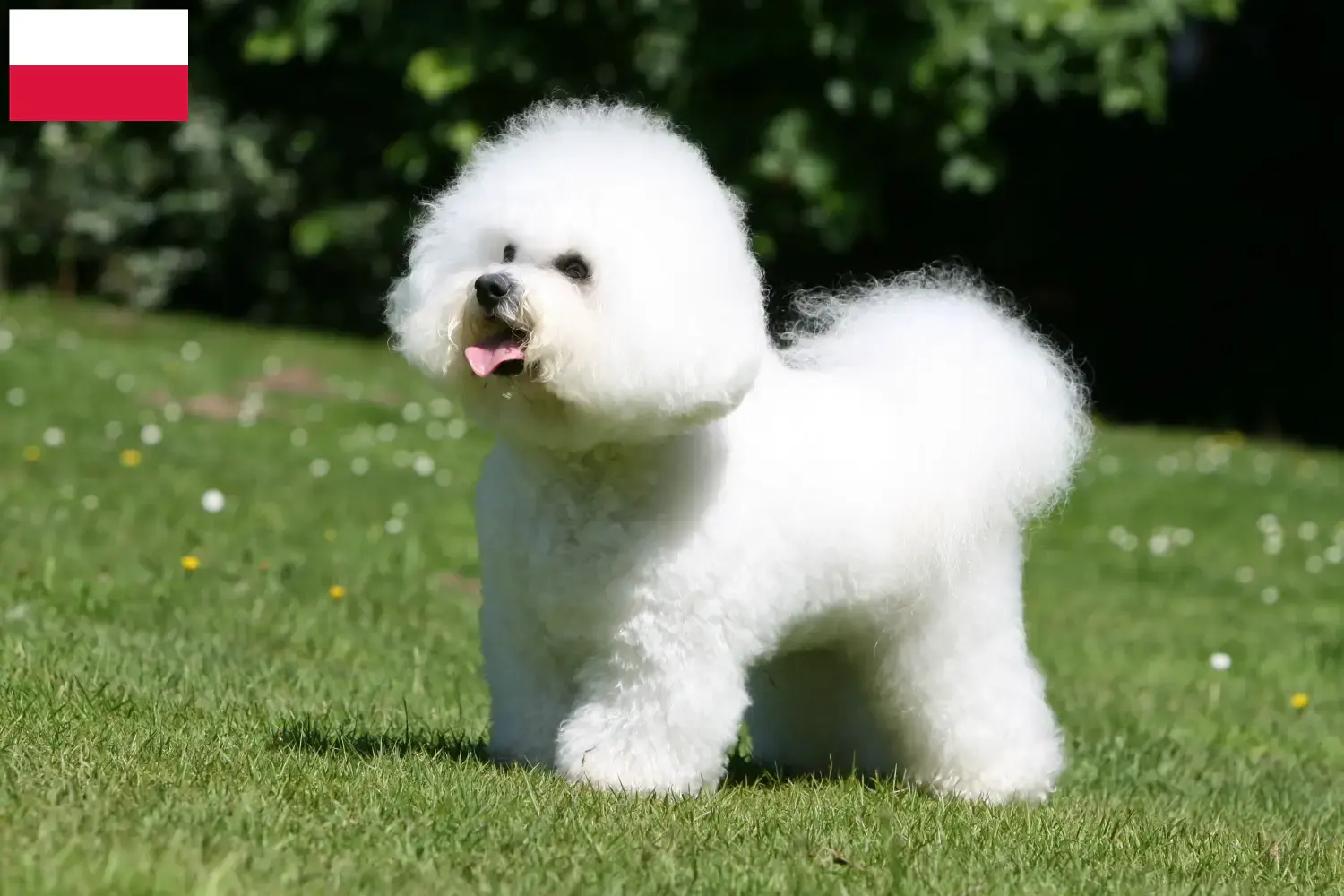 Bichon Frisé kiskutyák és tenyésztők Lengyelország Keress Bichon Frisé tenyésztőket Lengyelországban.