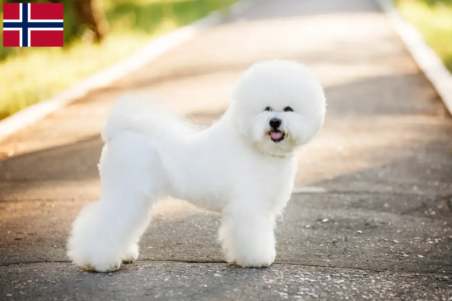 Bichon Frisé kiskutyák és tenyésztők Norvégia Keress Bichon Frisé tenyésztőket Norvégia területén.