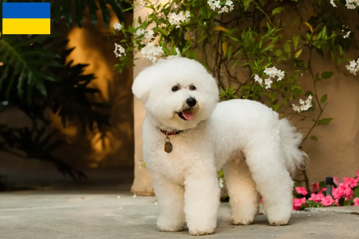 Bichon Frisé kiskutyák és tenyésztők Ukrajna Keress Bichon Frisé tenyésztőket Ukrajna területén.