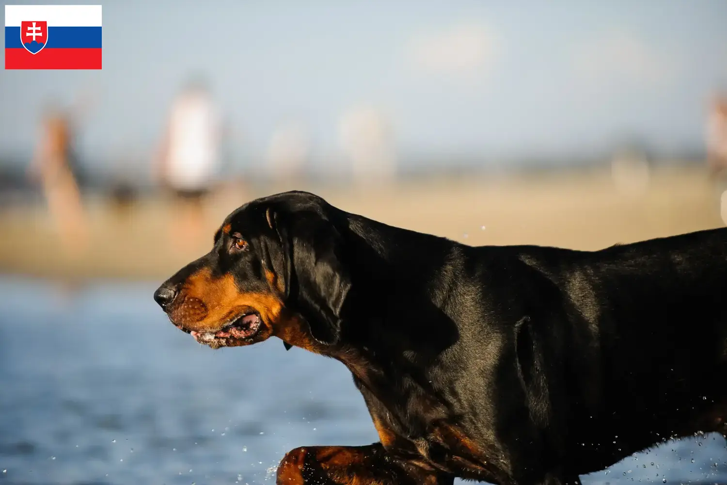 Black and Tan Coonhound kiskutyák és tenyésztők Szlovákia Találd meg a Black and Tan Coonhounds tenyésztőket Szlovákiában.